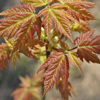 maple unfurling